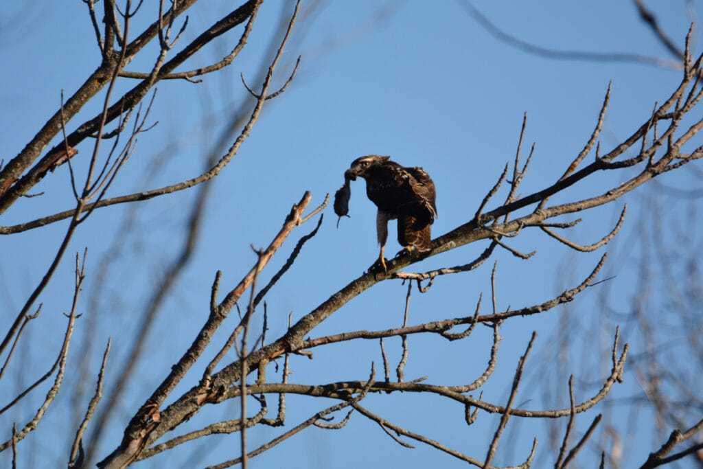 A Red Tailed Hawk perched in a tree eating a mouse or vole