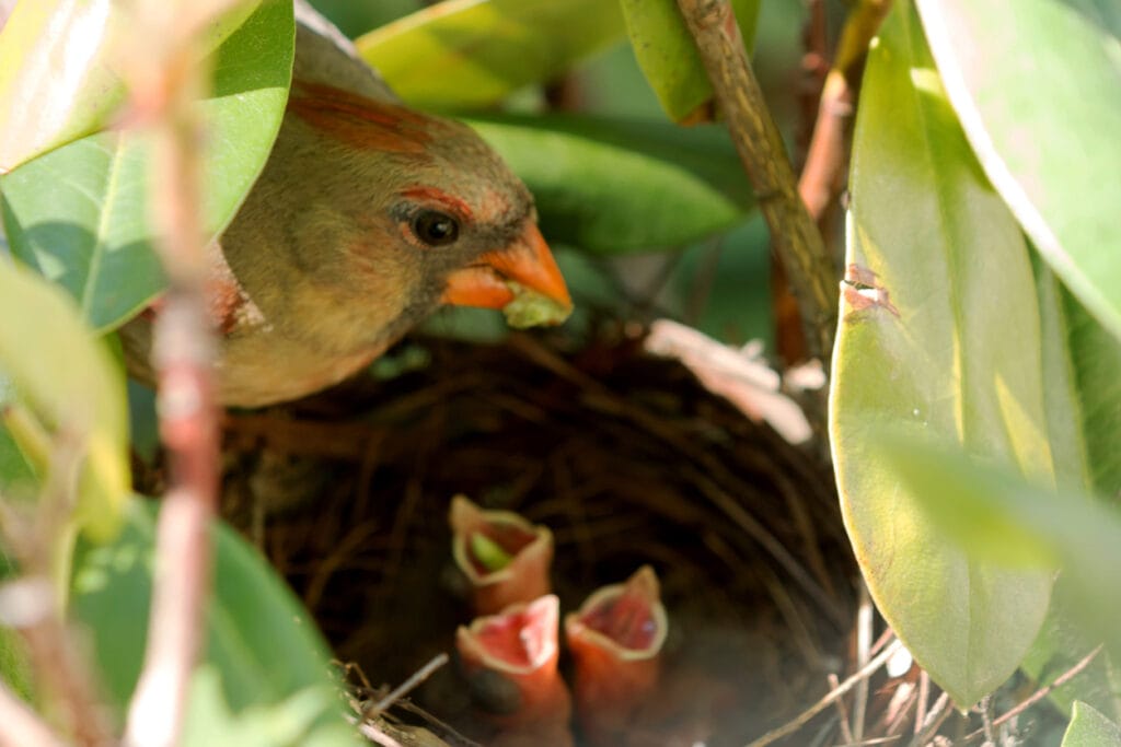 A female cardinal bird has a green worm in its mouth to feed her three babies in the nest