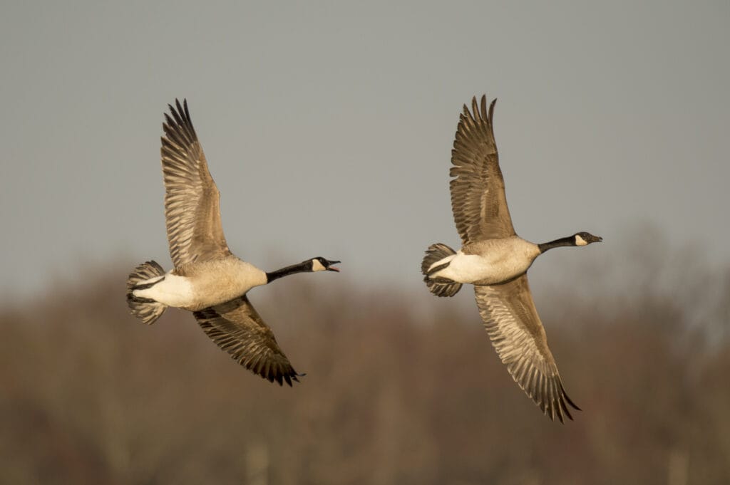 A pair of Canada Geese chase each other as they fly in the evening sun