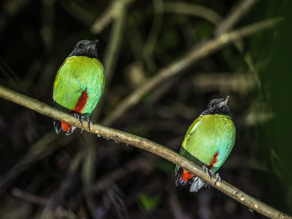 A pair of Hooded Pittas (Pitta sordida) roosting on a branch