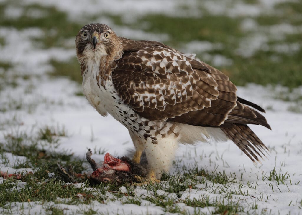 A red-tailed hawk eats its freshly caught squirrel in Chicago.