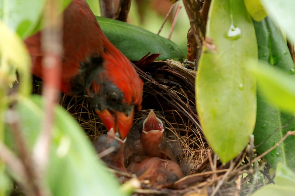 Baby Cardinal birds are feed by their father in the nest, four to five hours after they hatched.