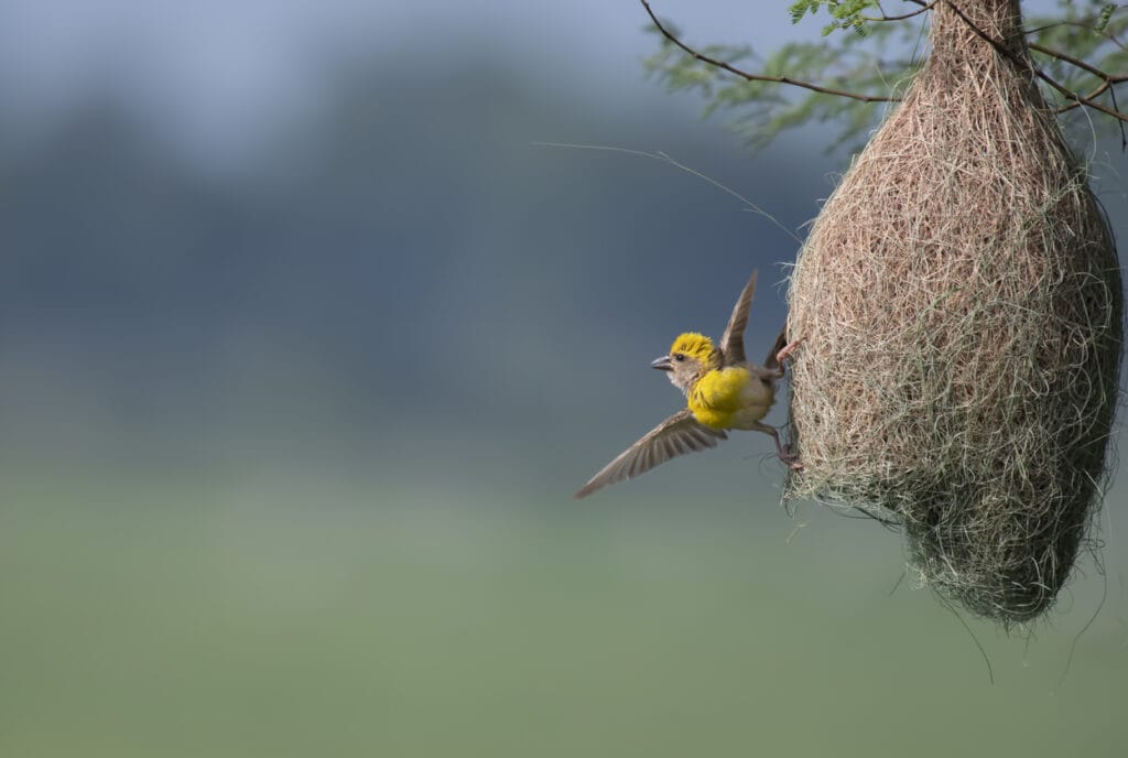 Baya weaver (Ploceus philippinus) with Nest