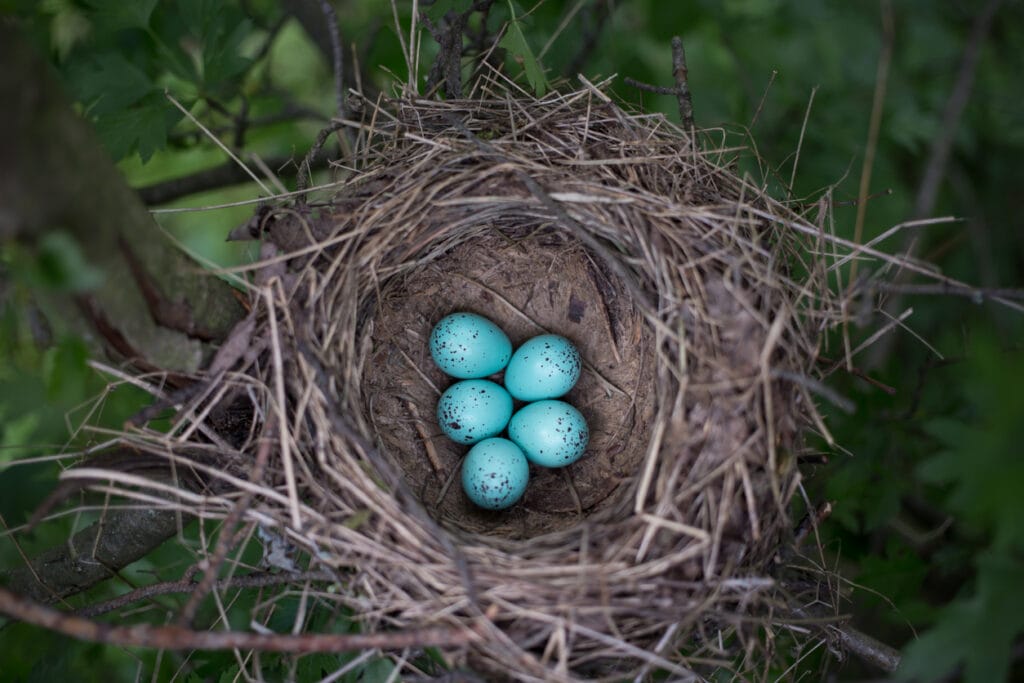Bird's nest in their natural habitat.