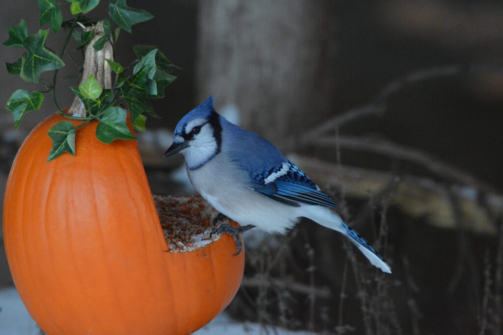 Blue Jay sits perched on pumpkin made into a bird feeder for a Halloween display