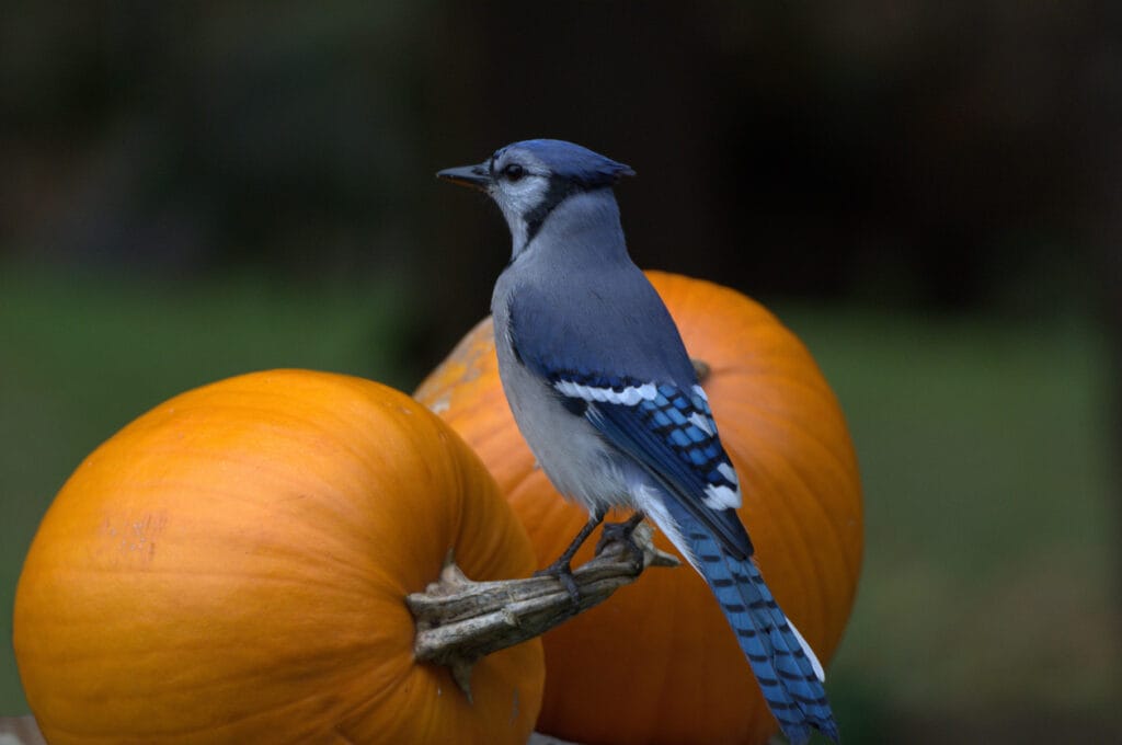 Blue Jay sits perched on pumpkins in Halloween display