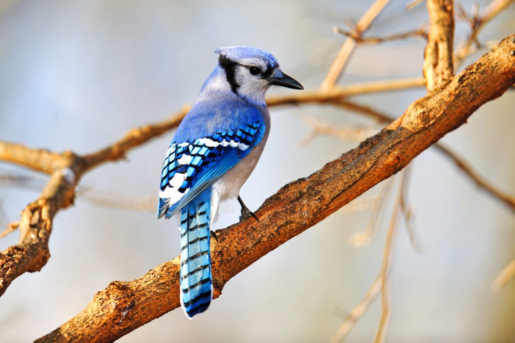 Blue Jay sitting on a Tree Branch