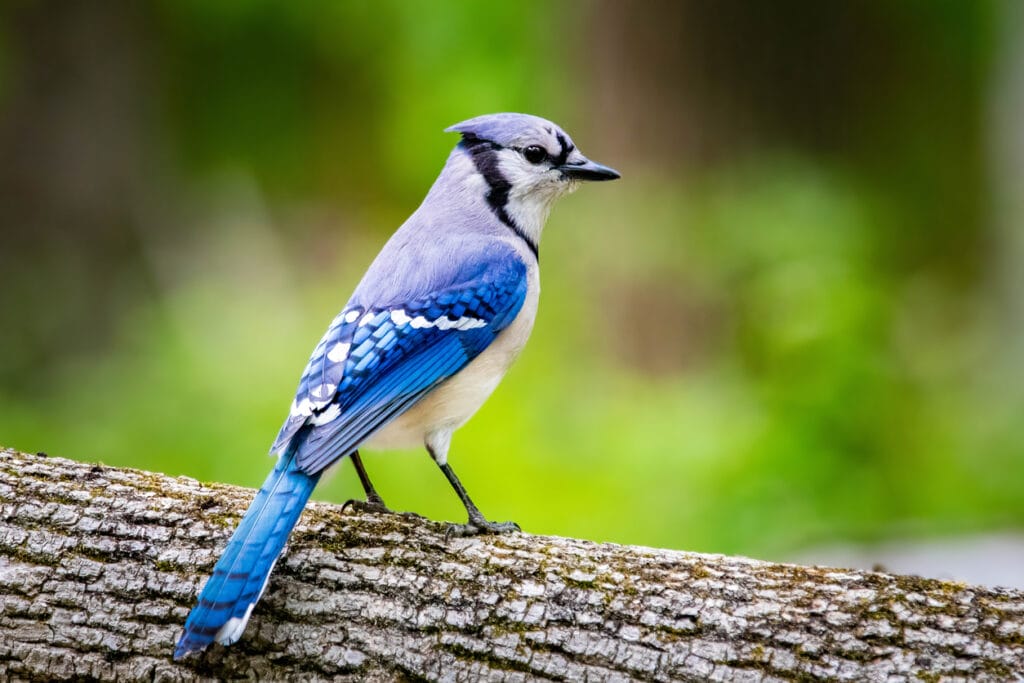 Blue jay portrait close up in summer green leafs at day