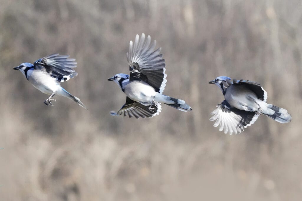 Blue jays flying or hopping about to take off on spring day in forest habitat