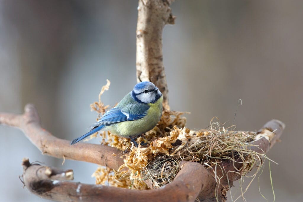 Blue tit building its nest