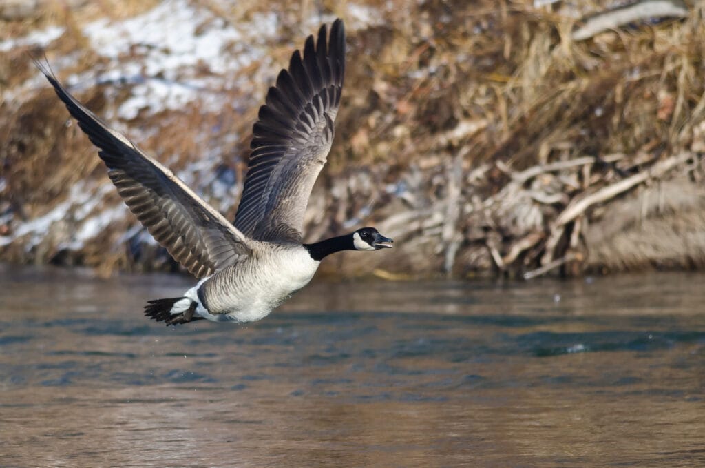 Canada Goose Flying Low Over the River