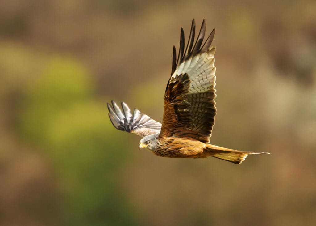 Close up of a Red kite (Milvus milvus) in flight in the countryside