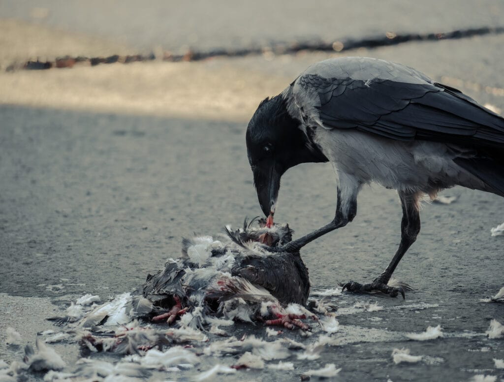 Corvus Cornix or Hooded Crow feasting from a feral pigeon