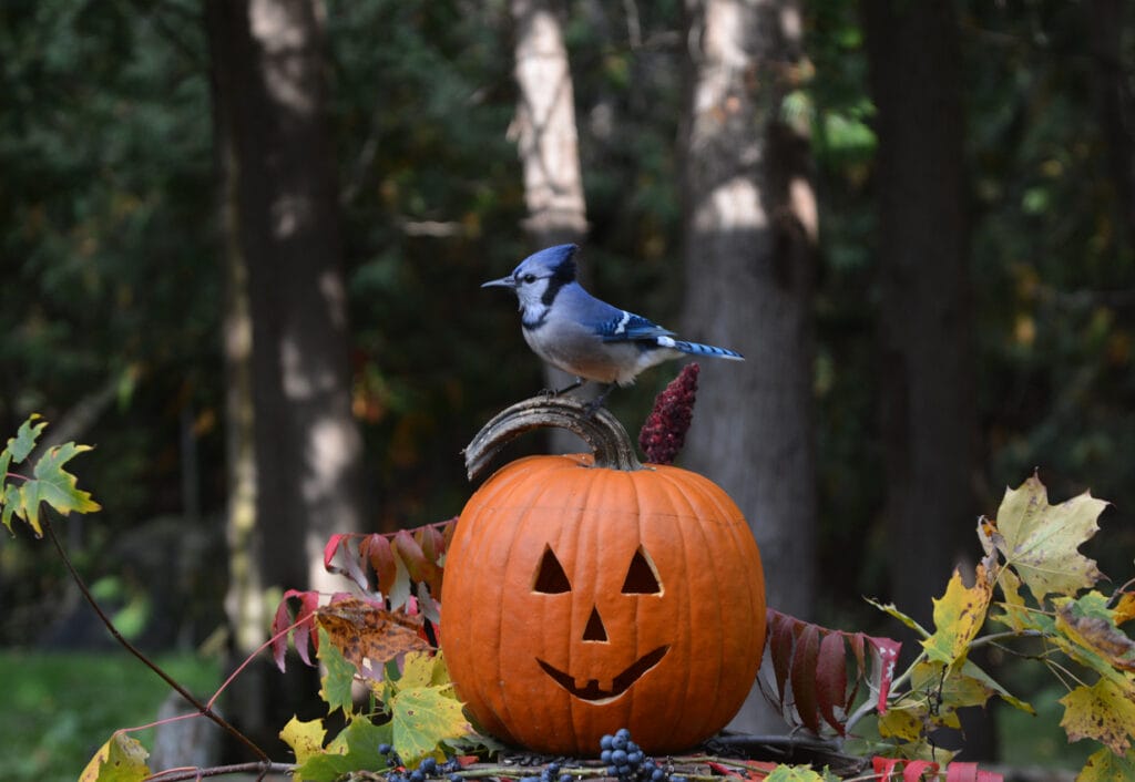 Country scene of a Blue Jay sitting perched on a Halloween pumpkin