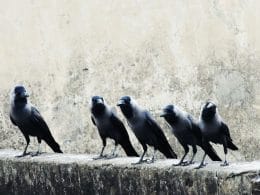 Do Crows Kill Pigeons