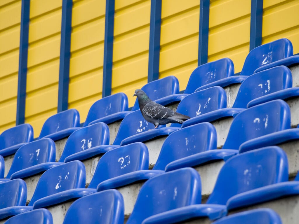 Dove at the stadium