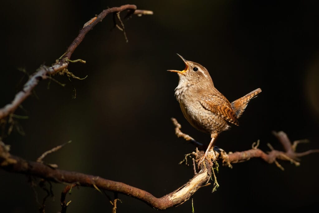 Eurasian wren, troglodytes troglodyte, singing on tree in spring night light.