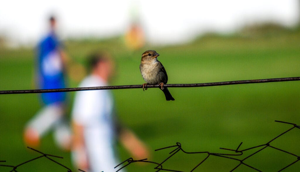 House Sparrow on a fence of a small soccer stadium