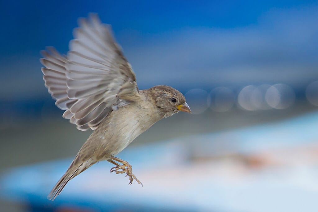 House sparrow (Passer domesticus) Passeridae captured in flight.