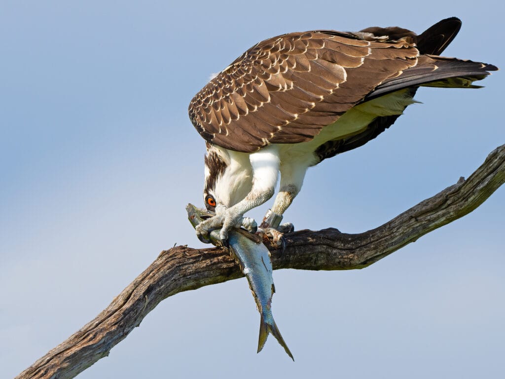 Juvenile Osprey Eating Fish in Tree