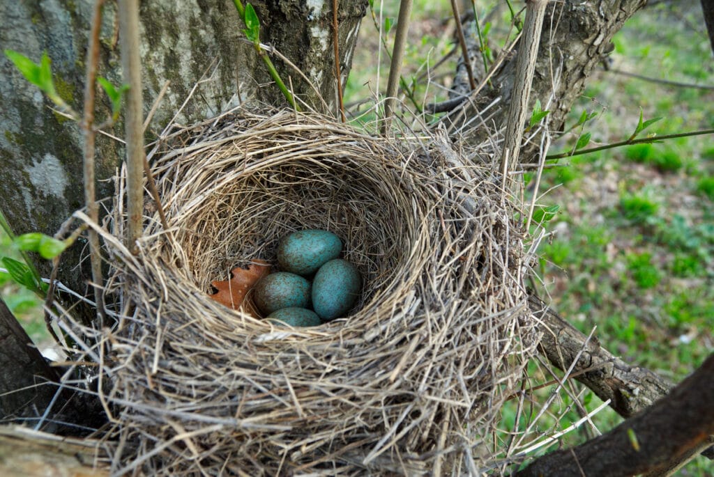 Nest of forest blackbird with green eggs in early spring forest