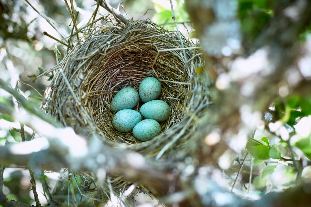 Nest with eggs on a tree in the wild in the spring.