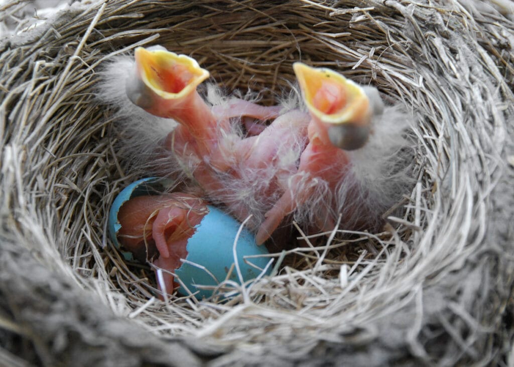 Newly hatched robin chicks