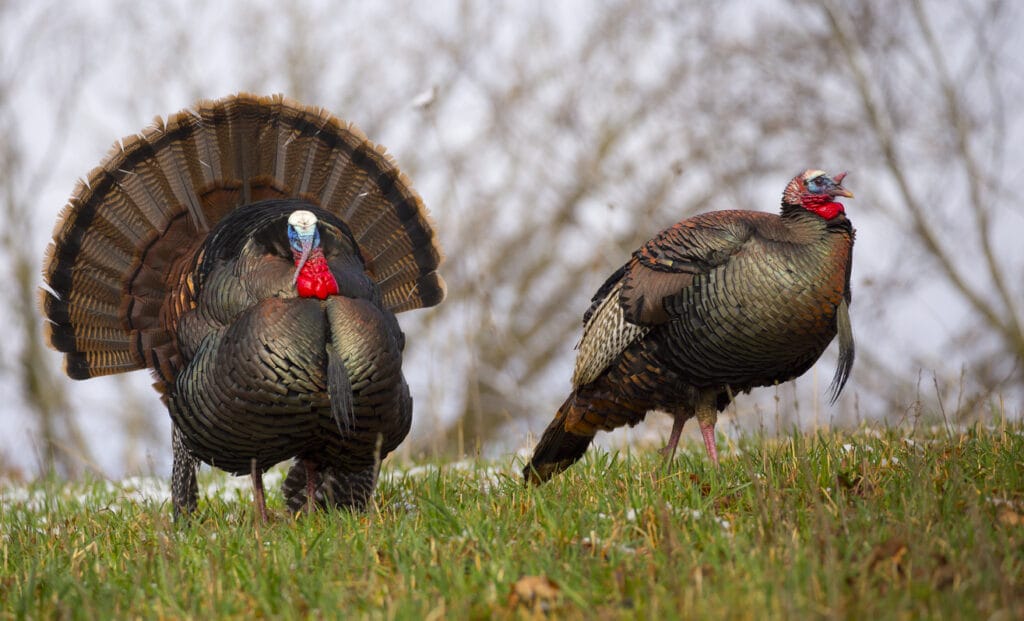 Nice angle on these wild turkeys up on the hill in Springtime in Minnesota