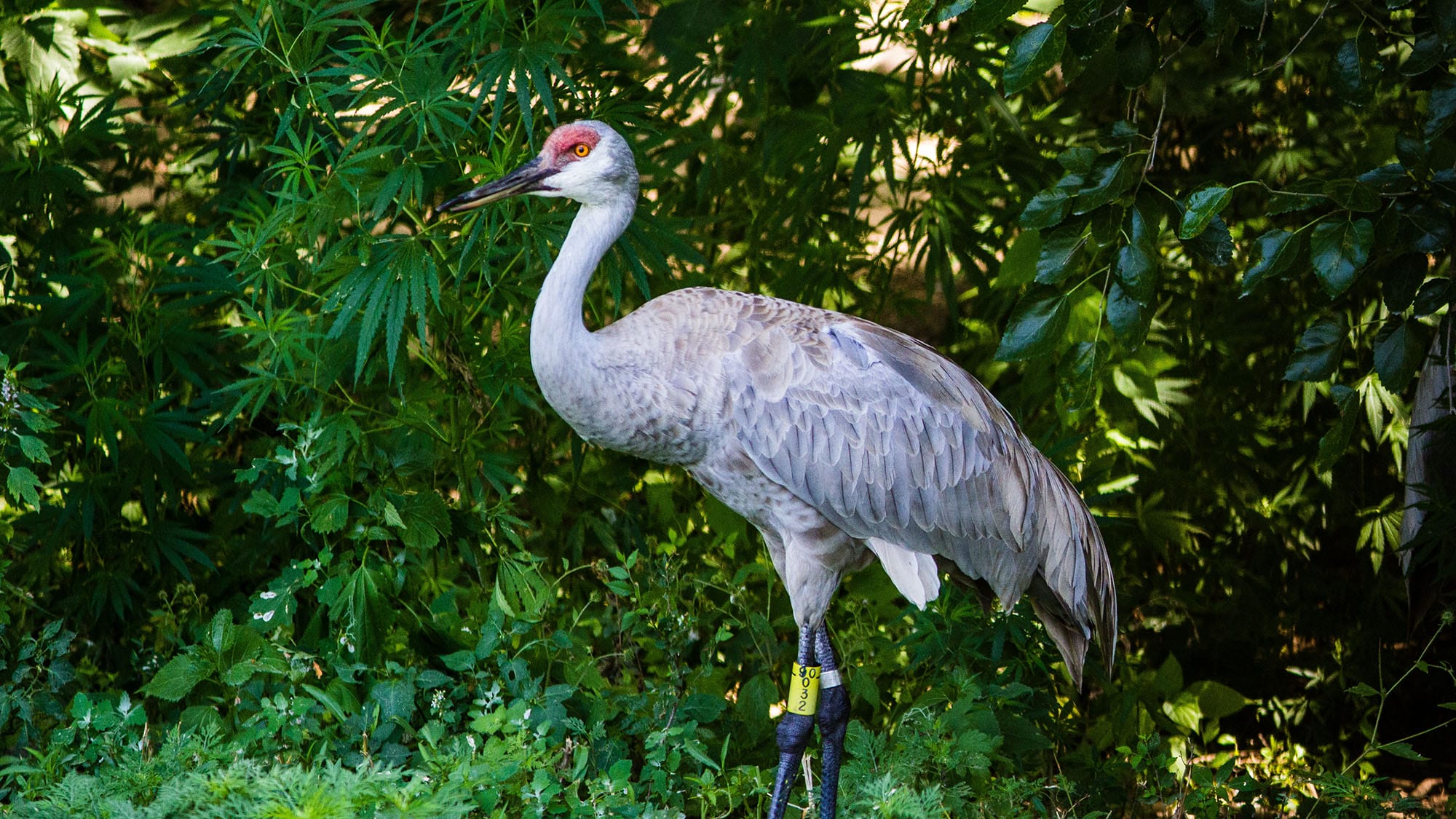 Rare Birds of the Northeast