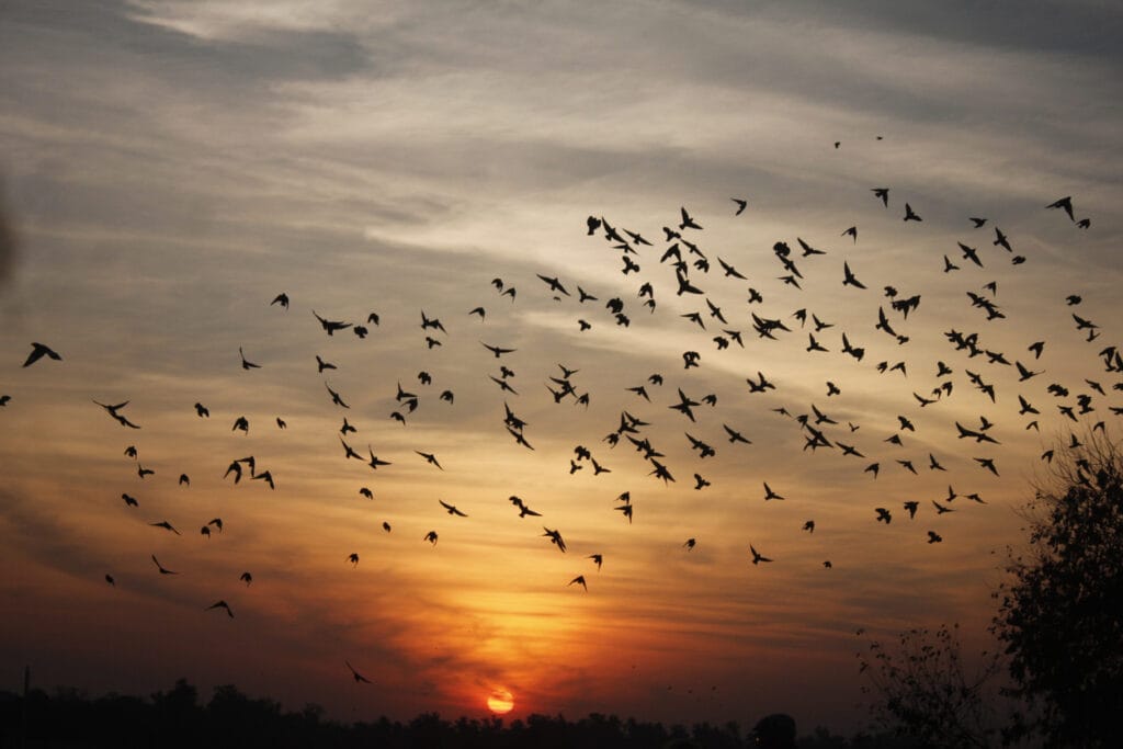 The flock of bird at Agra sunset
