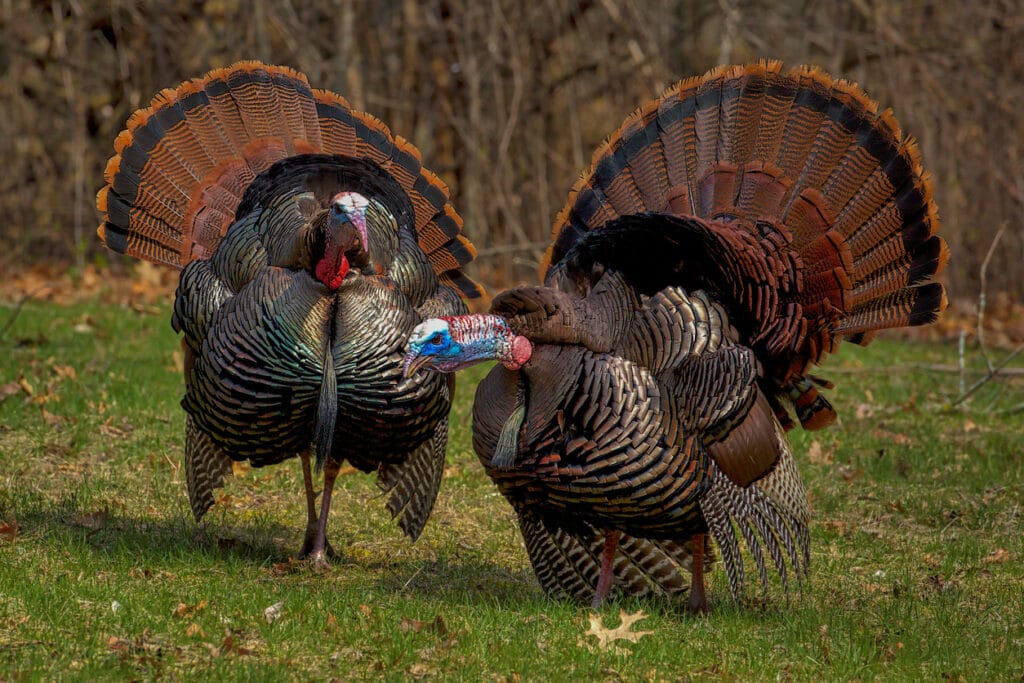Two Male Wild Turkeys with Full Tail Feathers in Springtime