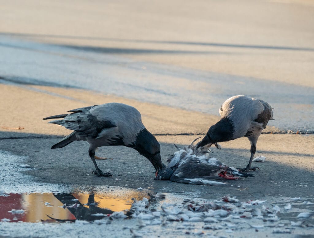 Two hooded crows feasting from a feral pigeon.