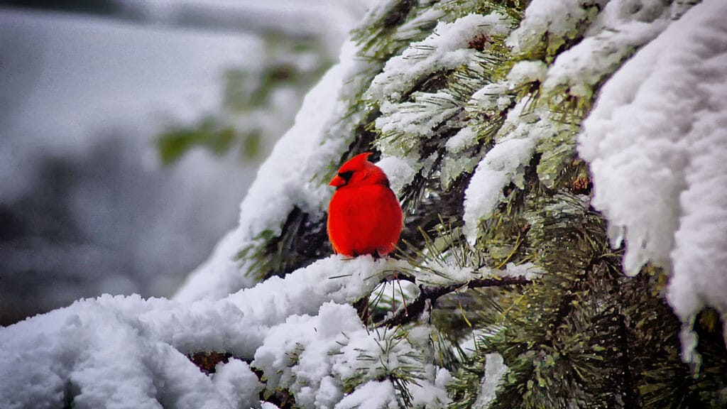 What Do Baby Cardinals Eat