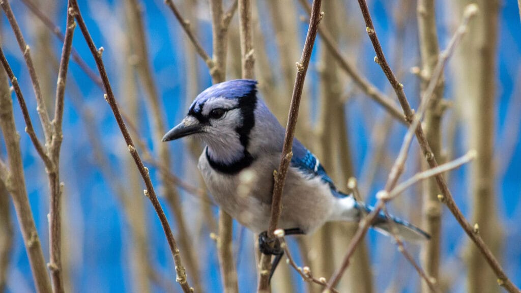 What Do Blue Jays Eat