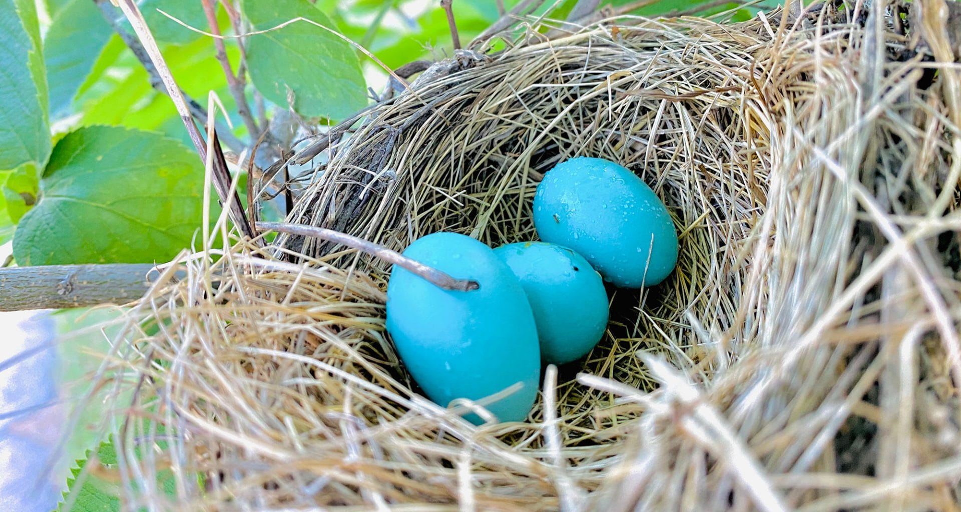 What Kind of Birds Lay Blue Eggs
