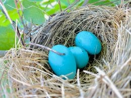 What Kind of Birds Lay Blue Eggs