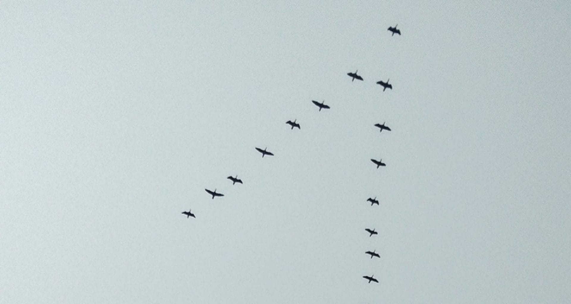 Why Do Birds Fly in a V Formation