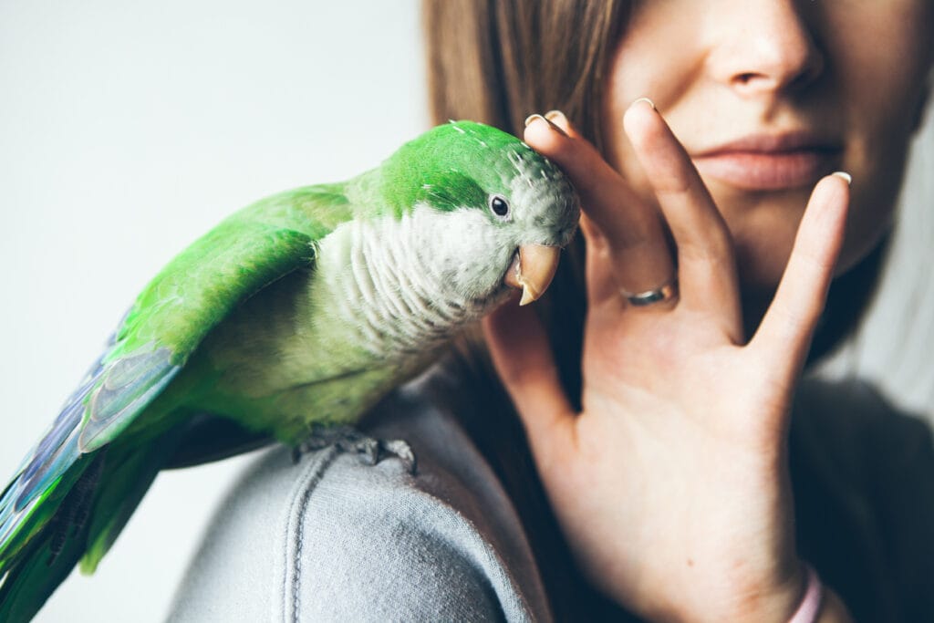 Woman is petting parrot. Lifestyle photo
