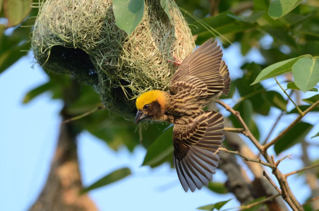 beaitiful male baya weaver protecting his nest