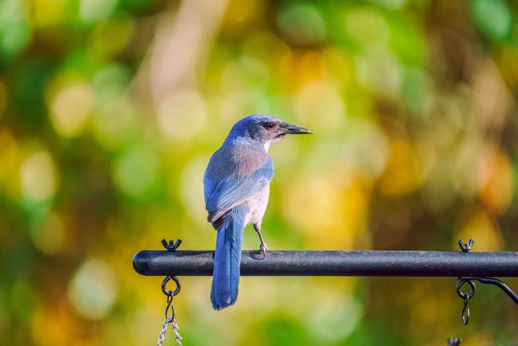 A bright blue western Scrub-Jay perched on a bird feeder pole