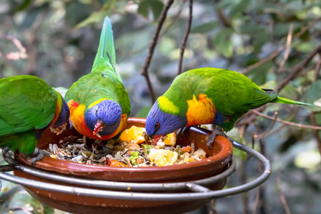 A parrot in wild nature