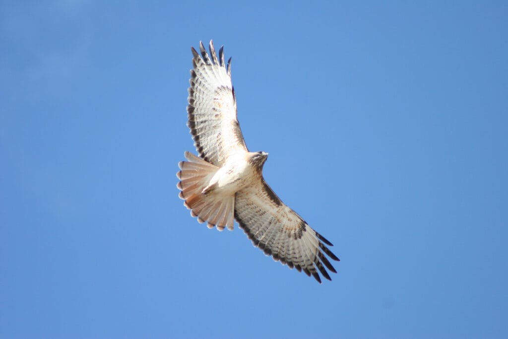 A red-tailed hawk circles on a crisp December day