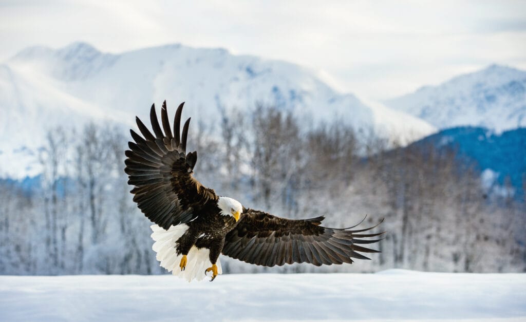 Adult Bald Eagle