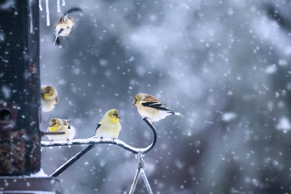 American Goldfinches, Spinus tristis, sitting on a shepherd's hook at a bird feeding station