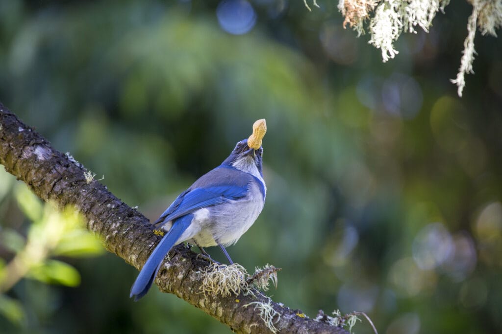 California Scrub jay (Aphelocoma californica) spotted outdoors