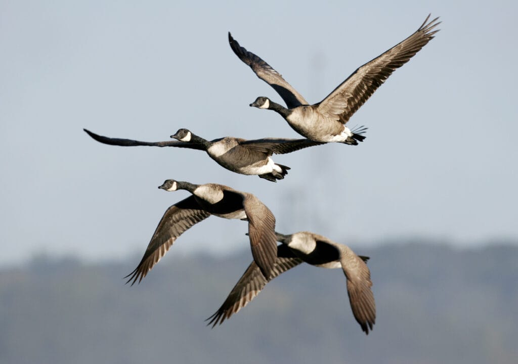 Canada Geese Migrating