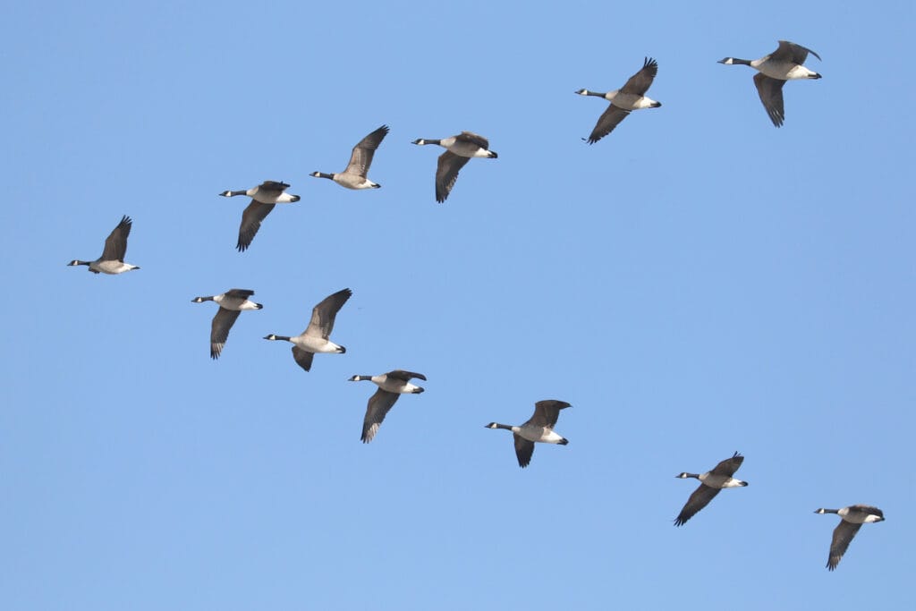 Canada Geese flying in formation