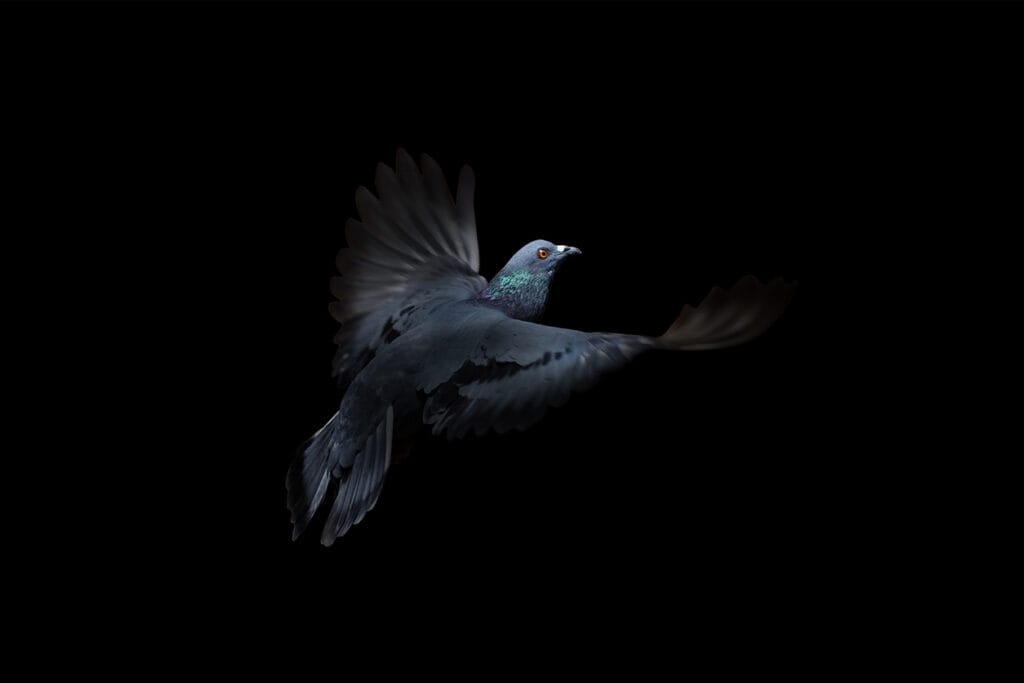 Close up Rock Pigeons Flying in The Air Isolated on Black Background