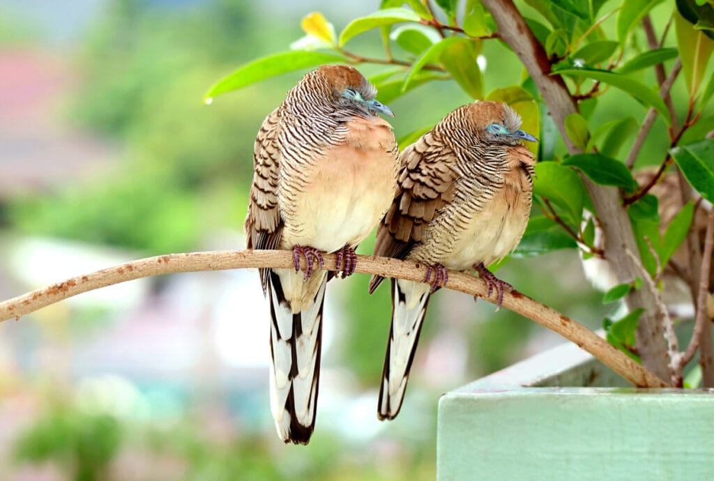 Closeup of Wild Zebra Dove Coupe Napping on Houseplant Branch in the Light Rain