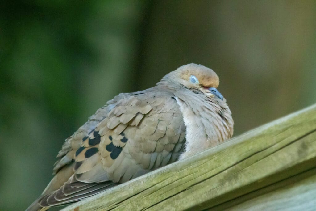 mourning dove close up